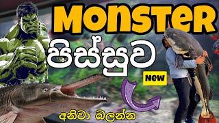 සුපිරිම රාක්ෂ මාලු 5 ක් (අලුත් මිල ගනන්  )  Top 5 monster fish sinhala