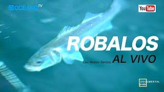 Pesca del robalo al vivo, Documental con buenas capturas de Lubinas en la costa de Huelva.