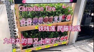 Canadian Tire 的有趣花卉。【莎拉养花】