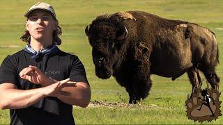 The American Bison...or Buffalo? | Badlands National Park