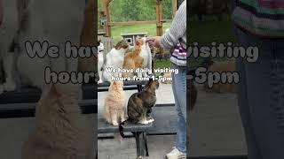 Calling a cat lovers!  #catloversdream #catlovers #faribault #minnesota