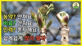 두릅! 묘목선택이 중요합니다.