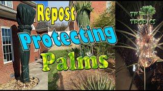 Palm Tree Winter Protection Methods