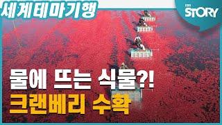 크랜베리는 어떻게 수확할까?