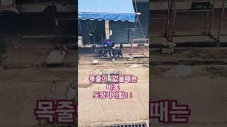 무서운 형제들!     #태국#travel #강아지