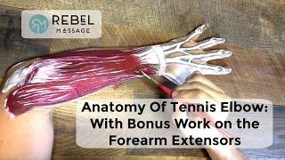 Anatomy Of Tennis Elbow: With Bonus Bodywork Tutorial