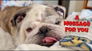 Reuben the Bulldog: A Message For My Dog