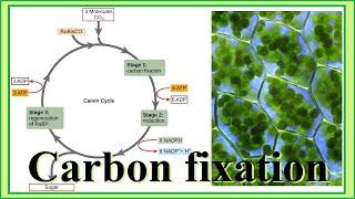 carbon fixation