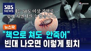 "집에 빈대 나오면 이렇게 퇴치"…효과적인 방법은? / SBS / 뉴스딱