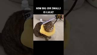 How Big (or Small) Is LuLu?