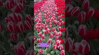 Amsterdam #Spring 2024