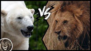 Polar Bear VS Lion - Who Is Stronger?