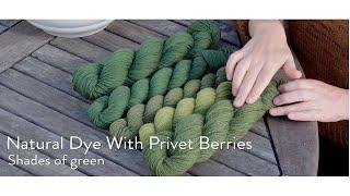 How to Make a Green Natural Dye with Privet Berries