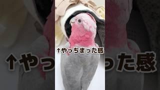 イタズラ中に高い所から降りれなくなったオウムがかわいすぎたww【モモイロインコ】 #shorts