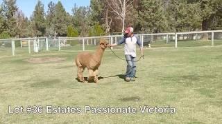 Estates Passionate Victoria  Lot 36 at 2020 Online Futurity Alpaca Auction