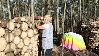 Aventura na quinta limpando o terreno para um novo começo