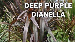 BLAZE™ Dianella is a heat tolerant Dianella with purple foliage | Ozbreed Strappy Leaf Plants Range