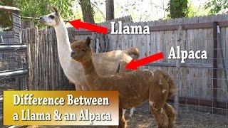 Llama vs Alpaca | Whats the difference