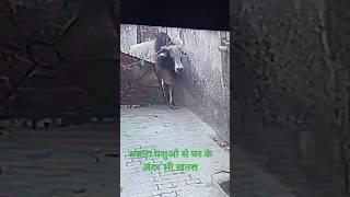 ANIMAL ATTACK आवारा पशुओ का आतंक #animals #dangerous #houseattack #attack #safety #cctv