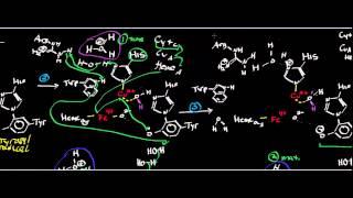 Biochemistry | Mammalian Cytochrome c Oxidase Mechanism