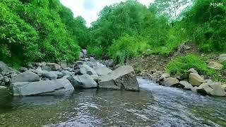 Birds chirping, relaxing creek flowing through stones, nature sounds in the mountains