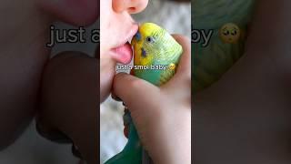 My bird got 3 modes...