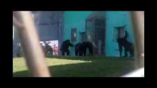 Save the Chimps - Second migration of Seve's family released