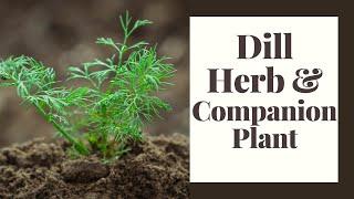 Dill: Herb and Companion Plant