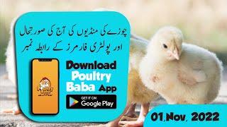 Poultry Baba And Day-old chick Rate Today | Daily chick poultry markets |Poultry farm business plan|