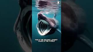 Basking Shark  That Mouth Is INSANE!