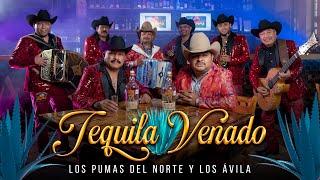 Tequila Venado  (Video Oficial) El Rugido Mas Poderoso - Los Pumas del Norte Ft Los Avila