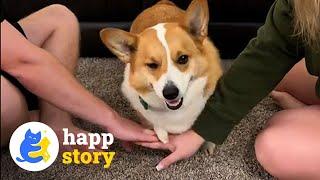 Ollie the Lobster Claw Dog: Thriving with Ectrodactyly! ️| HAPP