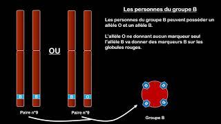 3ème - Gène, Allèles et groupes sanguins