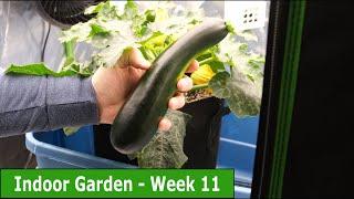 Growing Zucchinis, Peppers, Cucumbers, Tomatoes & More Indoors - Week 11