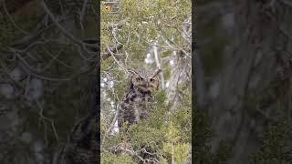 Great Horned Owl Sound (Great Horned Owl Camouflaged In A Bush)