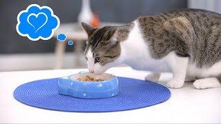 Wellness Complete Health Grain-Free Cat Food | Chewy