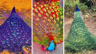 Peacock In The Wind, Beautiful, Colourful, Natural Peacocks Video #02