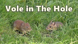 Videos for Cats to Watch Voles in Holes ~ Vole in The Hole