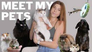 Meet All My Pets! 