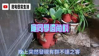 【豹龜】豹紋陸龜日常生活~邊角料2~