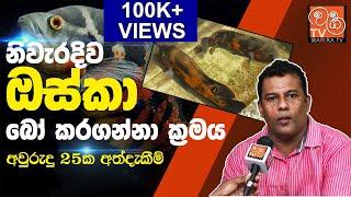 ඔස්කා අභිජනනය කරන නිවැරදි ක්‍රමය | How to breed Oscar fish.