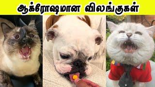 ஒழுங்கா வாய்க்குள்ள சாப்பாட்டை போடு | Funny video | Hoomans