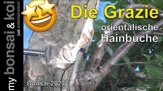 Bonsai 2024-57 - orientalische Hainbuche - Die Grazie macht einfach nur Spaß!