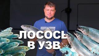 Лосось в УЗВ. Часть 1