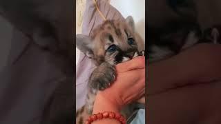 The man keeps a Puma in his house #puma #pumamessi #animals #animals #animalsrescue #babypuma #viral