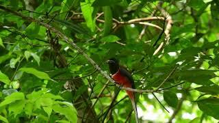 Malabar Trogon