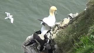 Razorbill -v- Gannet