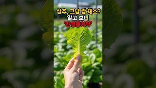 고기 먹을 때만 드셨죠? 매일 상추 한 장이 우리 몸에 가져오는 '기적 같은' 변화! #이슈 #올바른정보 #꿀팁