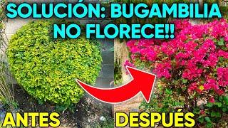  5 PROBLEMAS por los que tu BUGAMBILIA NO saca Flor 