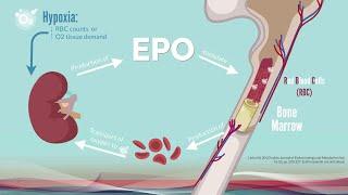 Explanation video: the role of the hypoxia inducible factor (HIF) in the regulation of oxygen